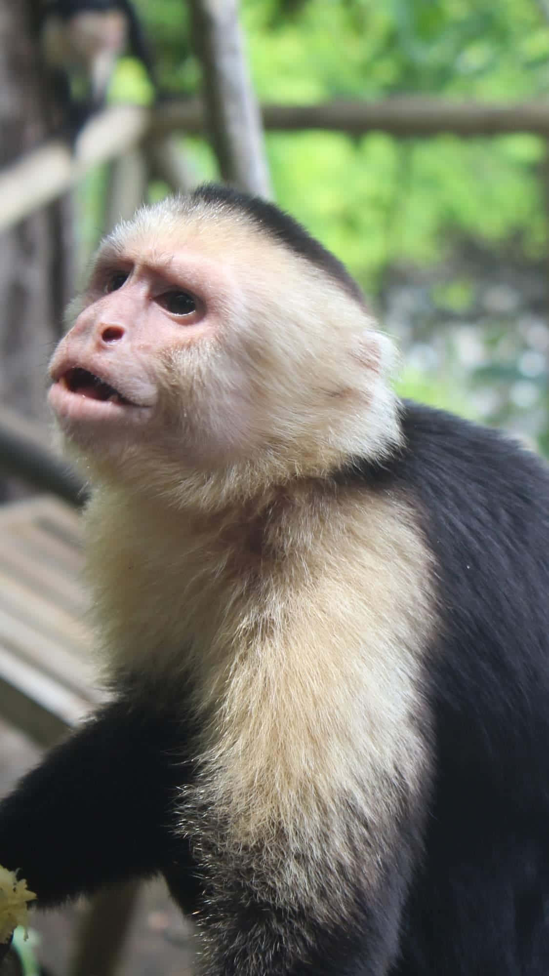 capuchin monkey, cream-colored face, black fur, Full HD Phone Wallpaper