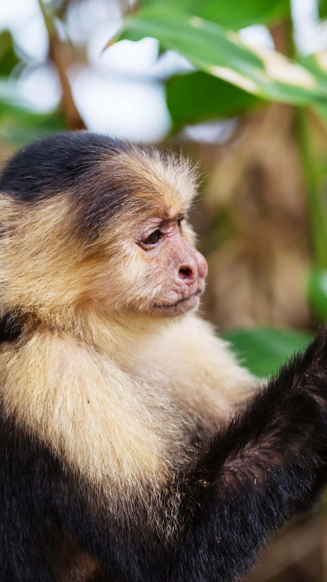 capuchin monkey, black and blonde fur, lush green leaves, Full HD Phone Wallpaper