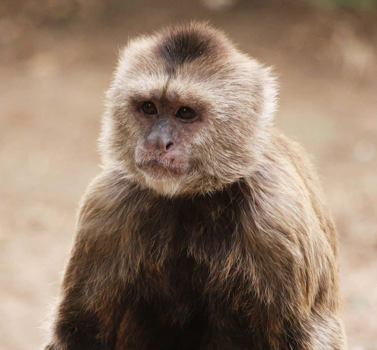 capuchin monkey, light brown fur, dark face, HD Desktop Wallpaper