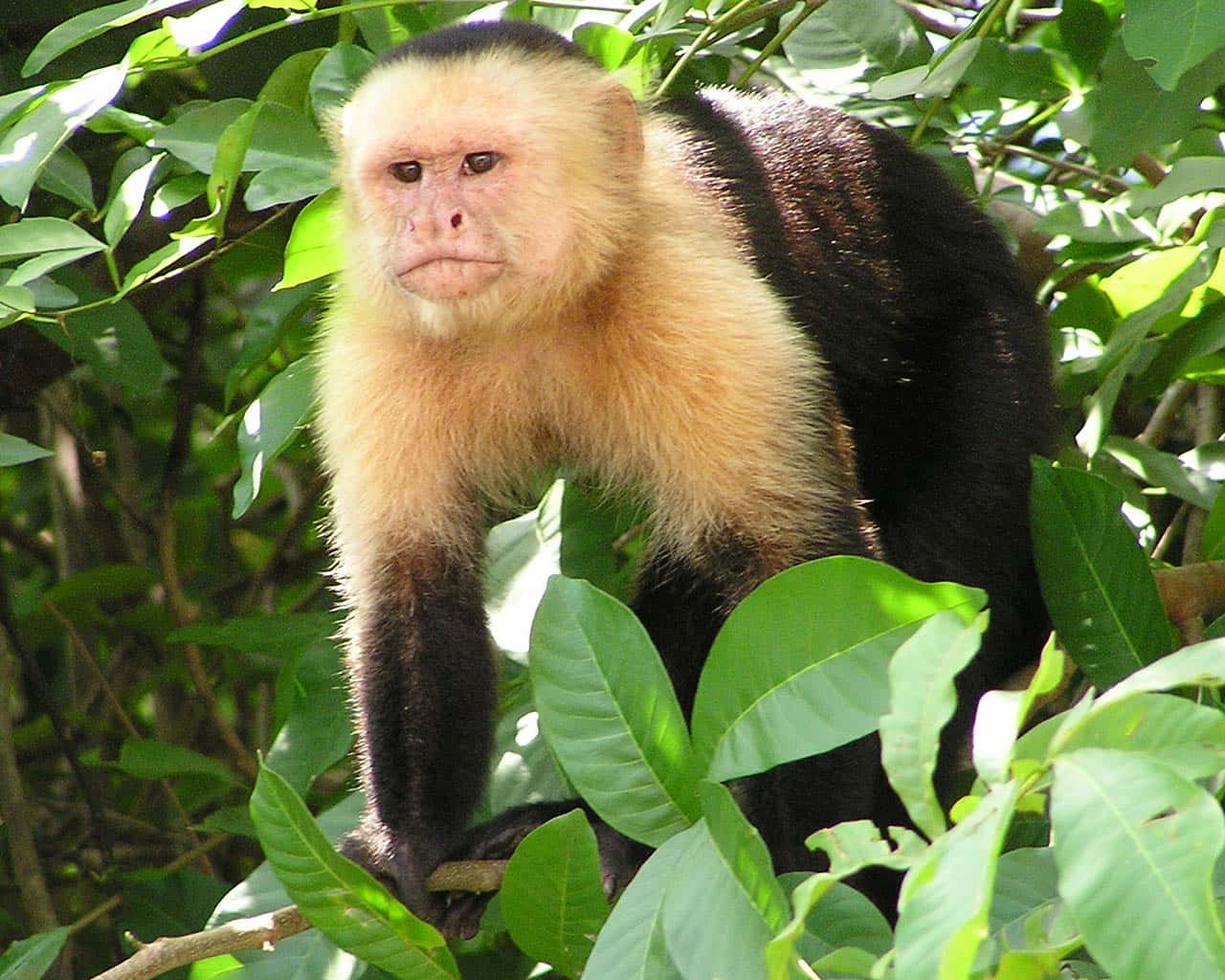 capuchin monkey, blonde mane, dark fur, HD Desktop Wallpaper