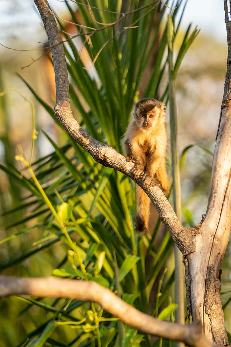 Capuchin Monkey, golden fur, dark face, SD Phone Wallpaper