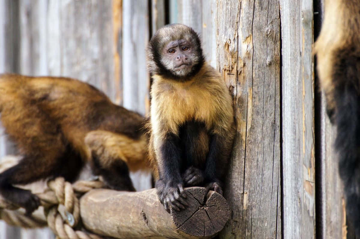 capuchin monkey, yellow chest, dark fur, SD Desktop Wallpaper