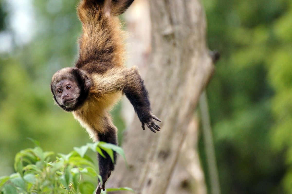 capuchin monkey, tree branch, lush green forest, SD Desktop Wallpaper