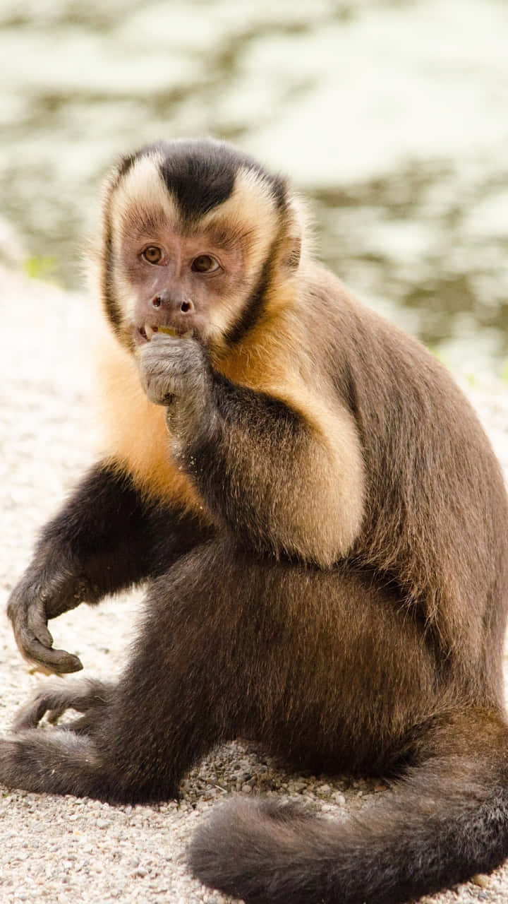 capuchin monkey, black and white face, gravel, HD Phone Wallpaper