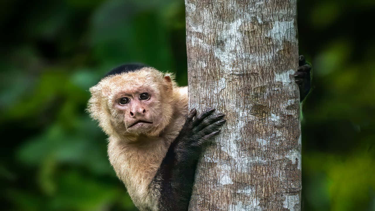 capuchin monkey, black face, arms, HD Desktop Wallpaper