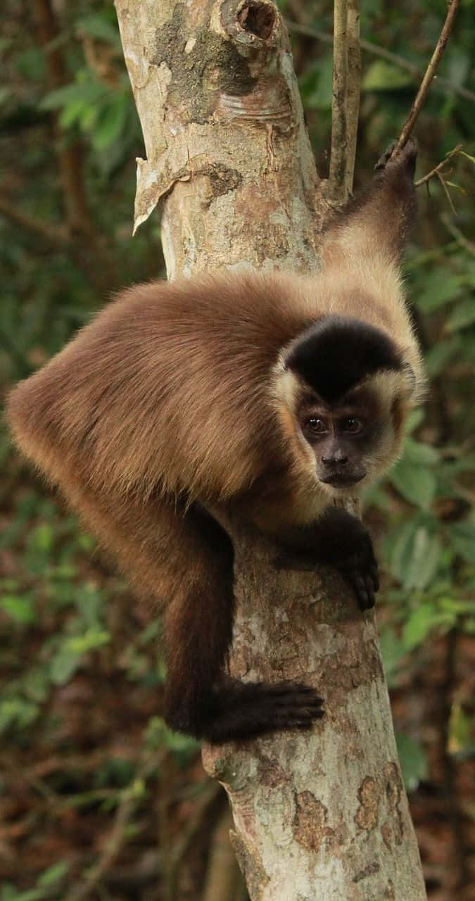 capuchin monkey, black face, brown fur, HD Phone Wallpaper