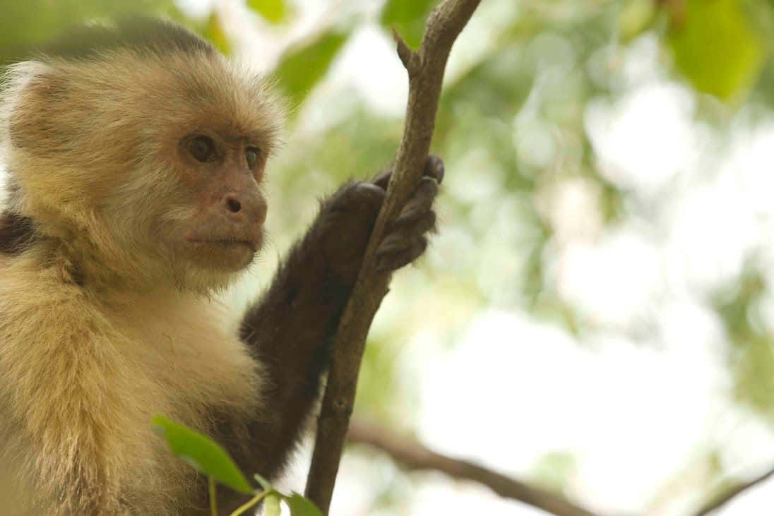 capuchin monkey, tree branch, dappled sunlight, SD Desktop Wallpaper