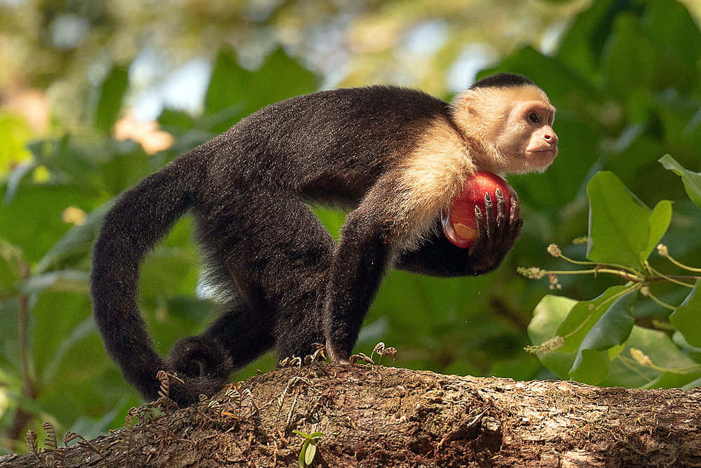 capuchin monkey, black fur, white face, SD Desktop Wallpaper