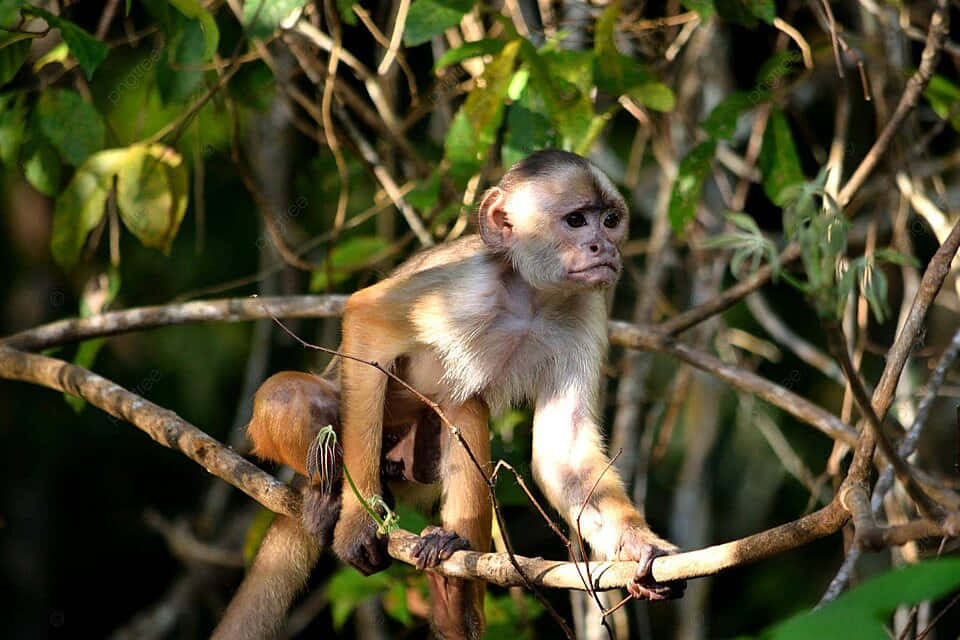 capuchin monkey, light brown fur, white face, SD Desktop Wallpaper