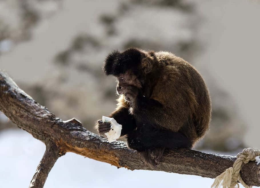 capuchin monkey, dark fur, black face, SD Desktop Wallpaper