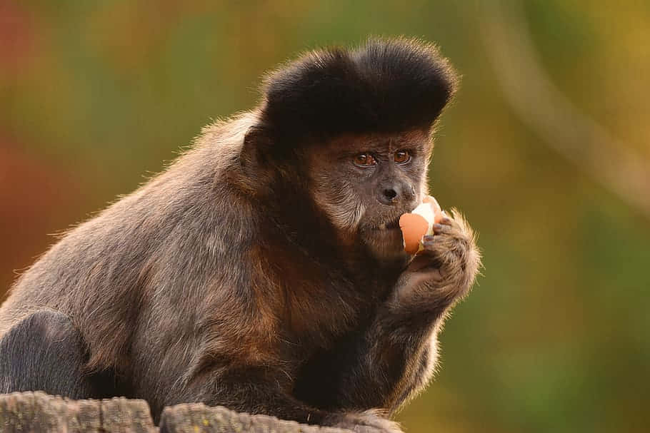 capuchin monkey, black capuchin monkey, black crest, SD Desktop Wallpaper