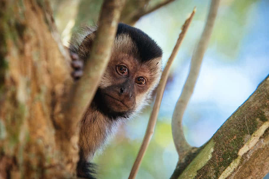 capuchin monkey, tree branches, sunlit jungle setting, SD Desktop Wallpaper