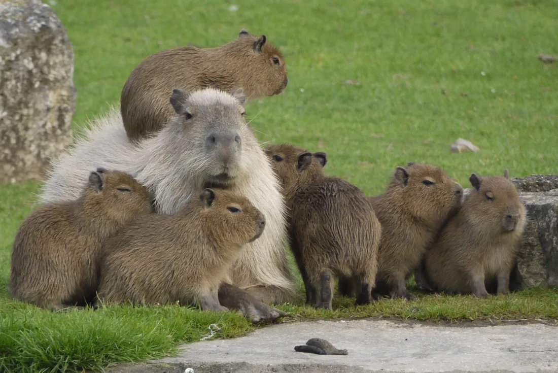 Capybara Wallpapers