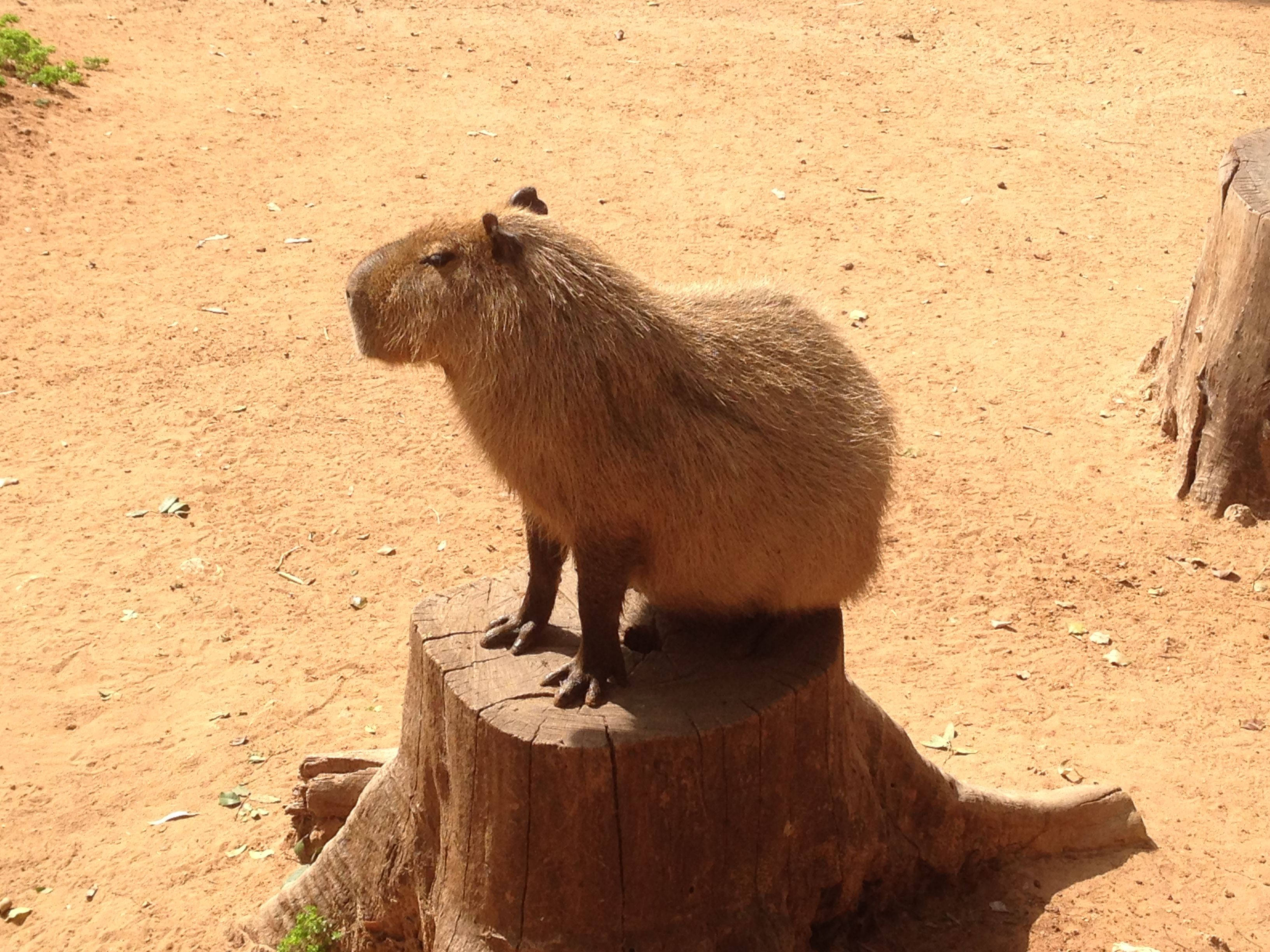 capybara, tree stump, sunlit, 2K Desktop Wallpaper