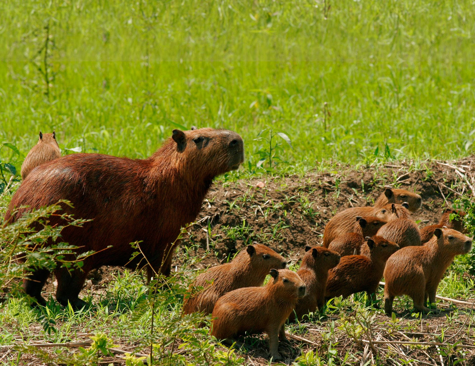 capybara, mother capybara, capybara pups, Full HD Desktop Wallpaper