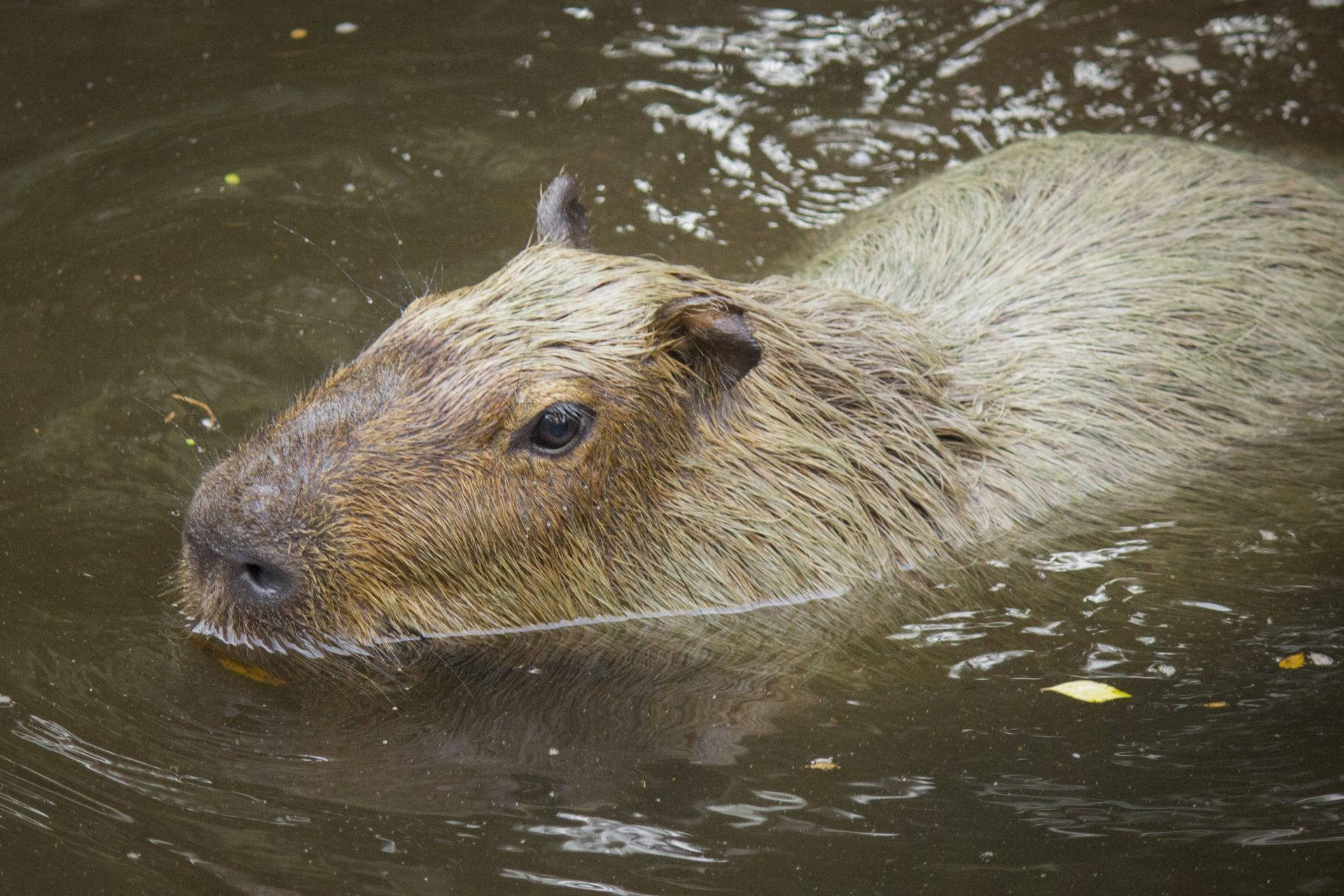 capybara, freshwater, murky water, Full HD Desktop Wallpaper