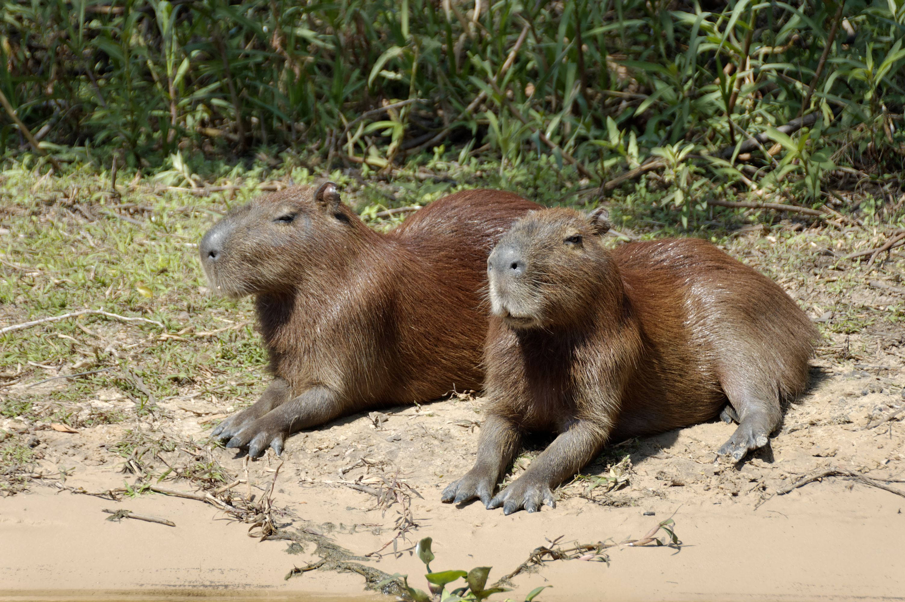 capybara, sandy bank, sunlit, 2K Desktop Wallpaper