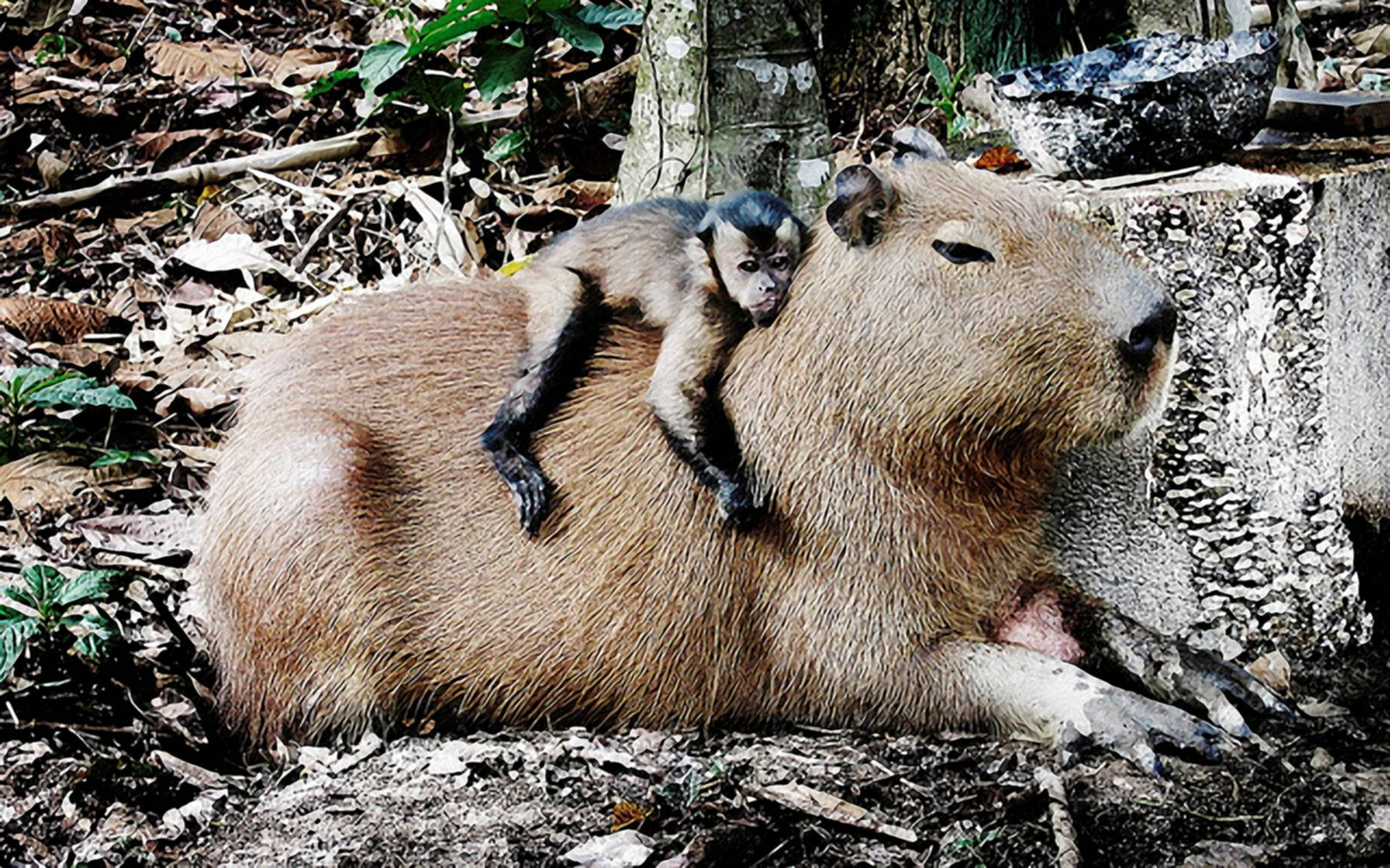 monkey, capybara, sunlit forest clearing, Full HD Desktop Wallpaper