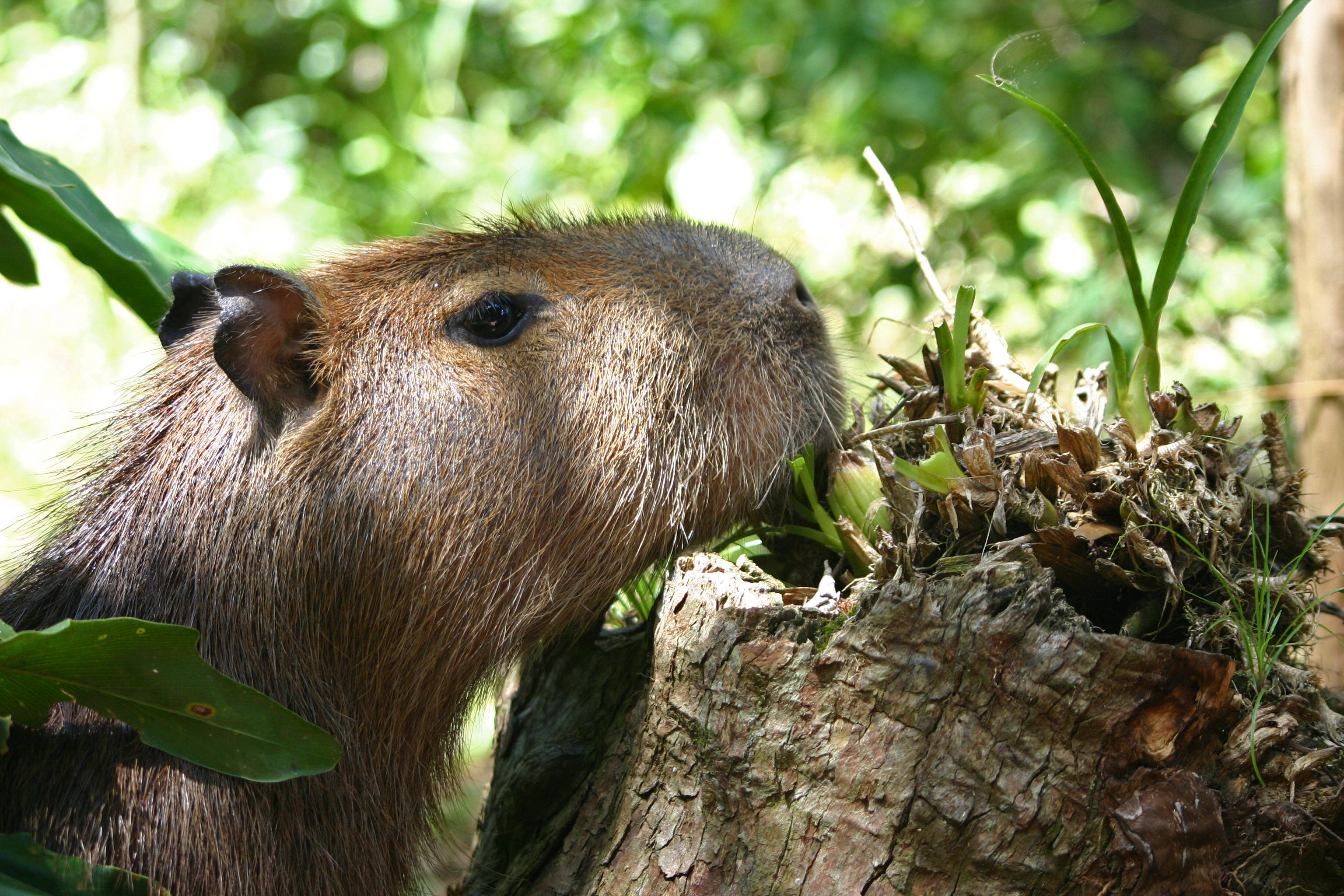capybara, tree stump, mossy, 2K Desktop Wallpaper