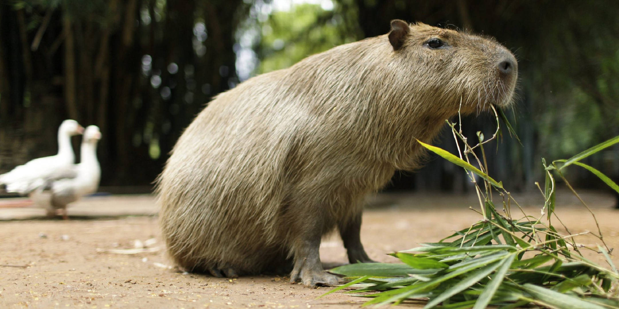 capybara, dirt, green bamboo leaves, Full HD Desktop Wallpaper