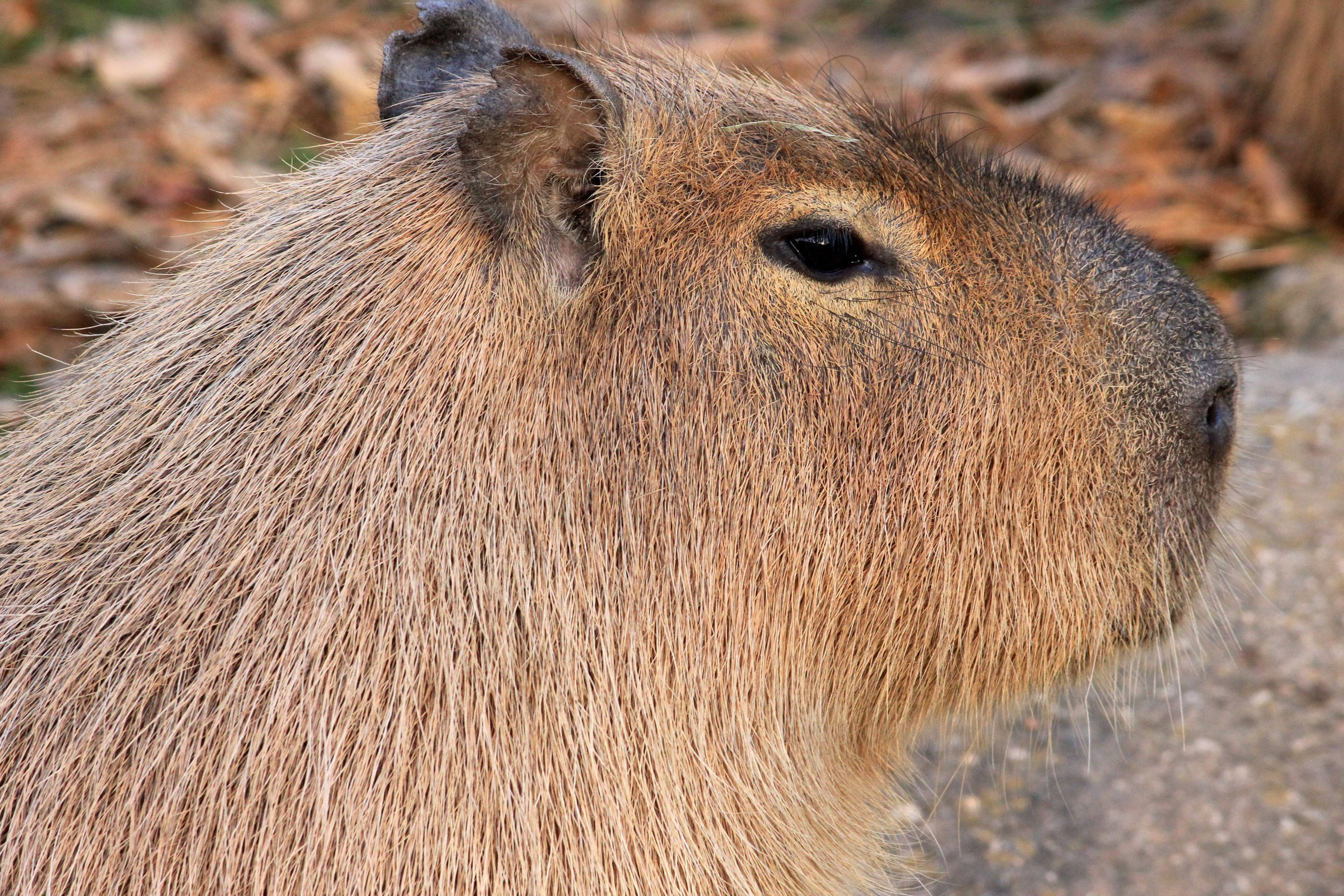 capybara, textured brown fur, calm black eye, 2K Desktop Wallpaper