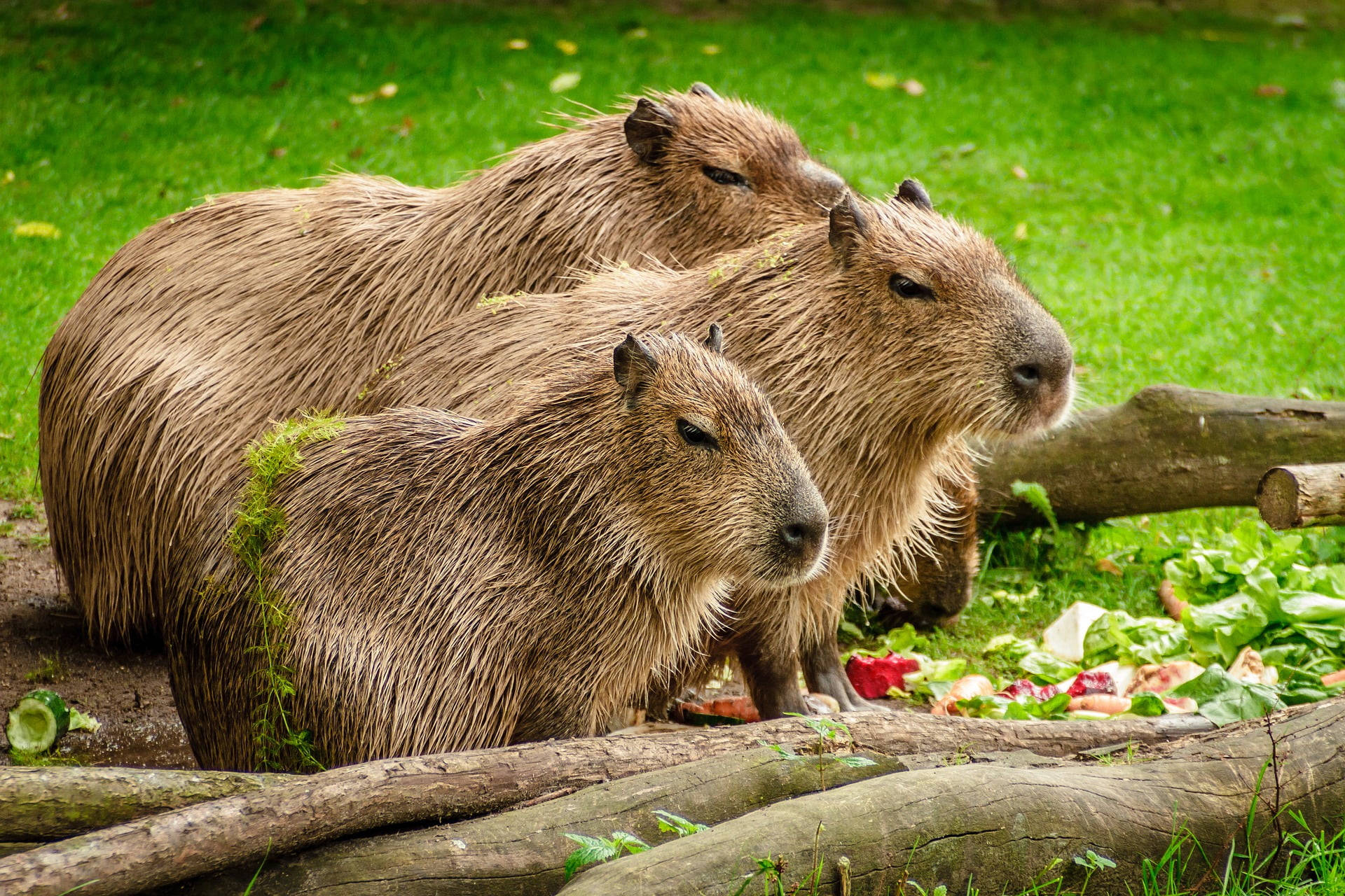 capybara, family, nature, Full HD Desktop Wallpaper