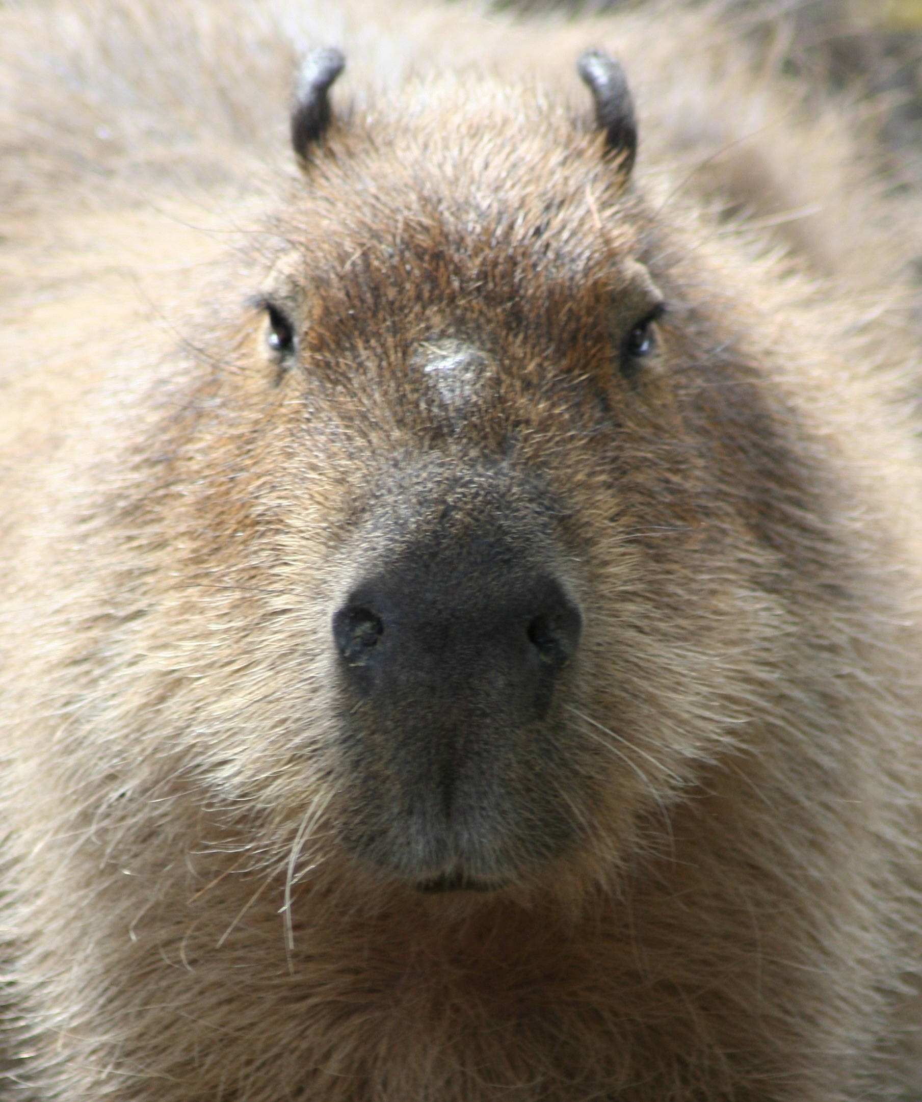 capybara, soft brown fur, small dark ears, Full HD Phone Wallpaper