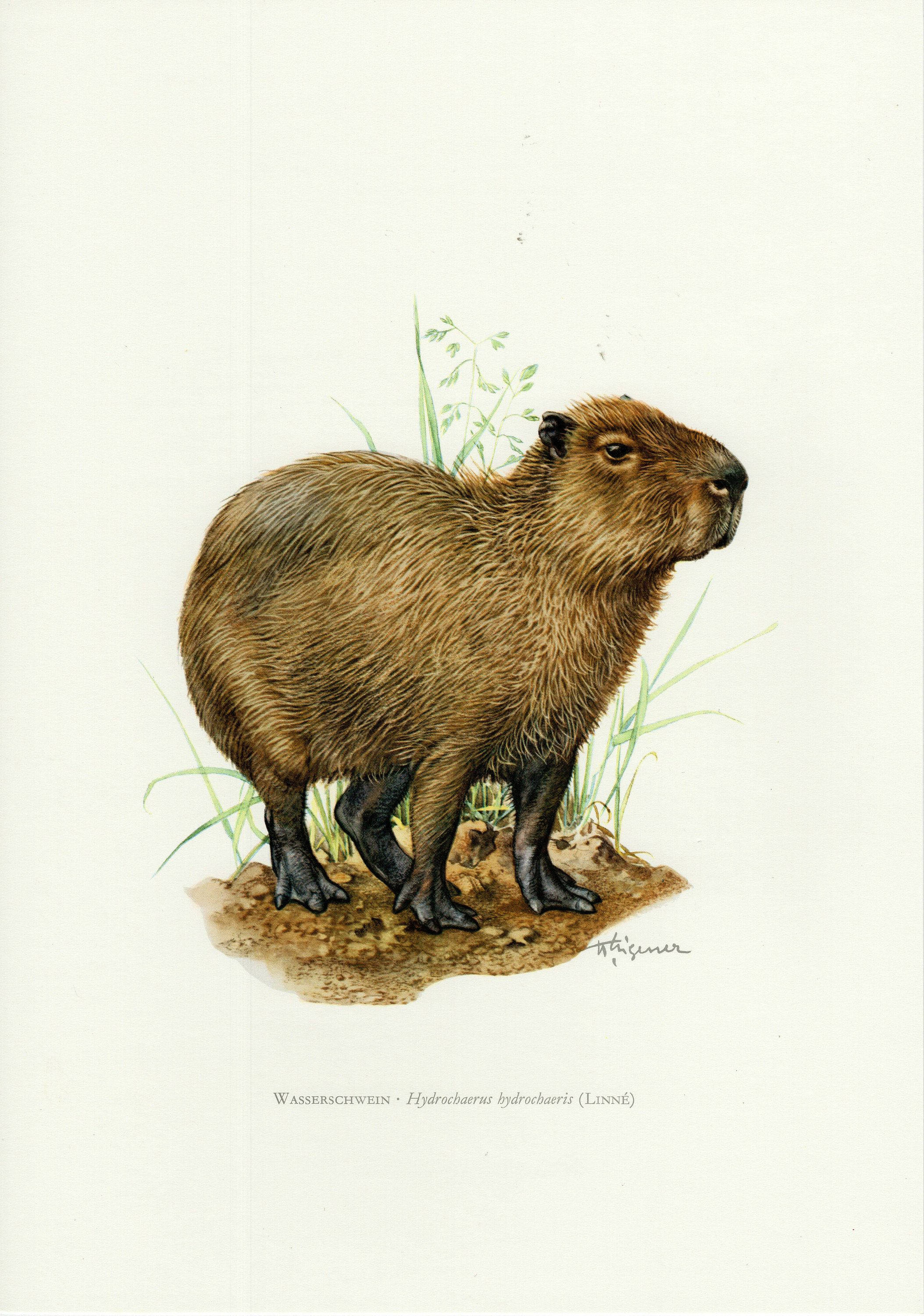 capybara, brown, earth, 2K Phone Wallpaper