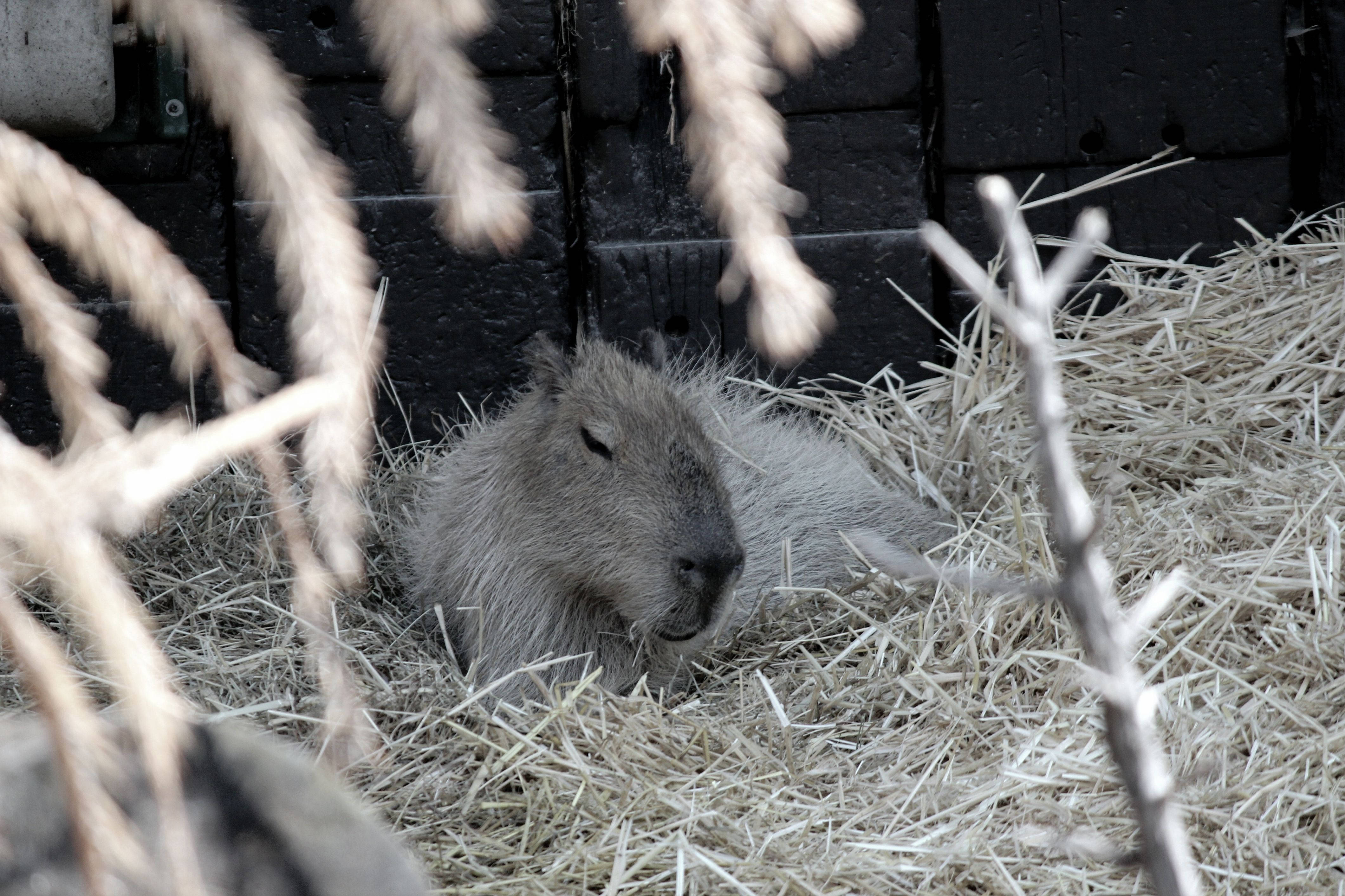 capybara, hay, straw, 4K Desktop Wallpaper