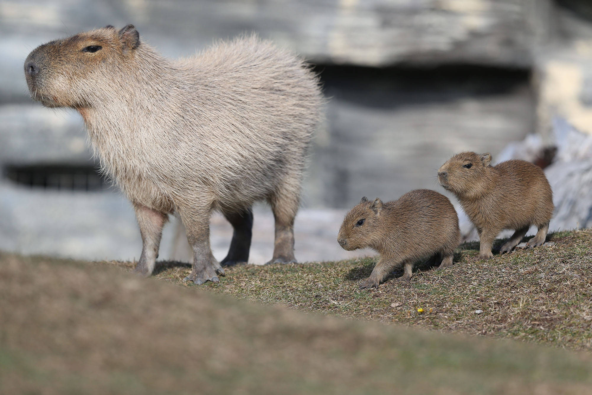 capybara, capybara babies, mother capybara, Full HD Desktop Wallpaper
