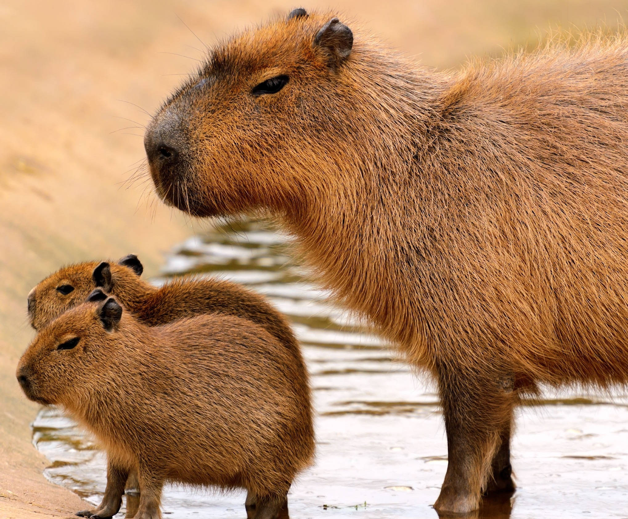 capybara family, mother capybara, two young offspring, Full HD Desktop Wallpaper