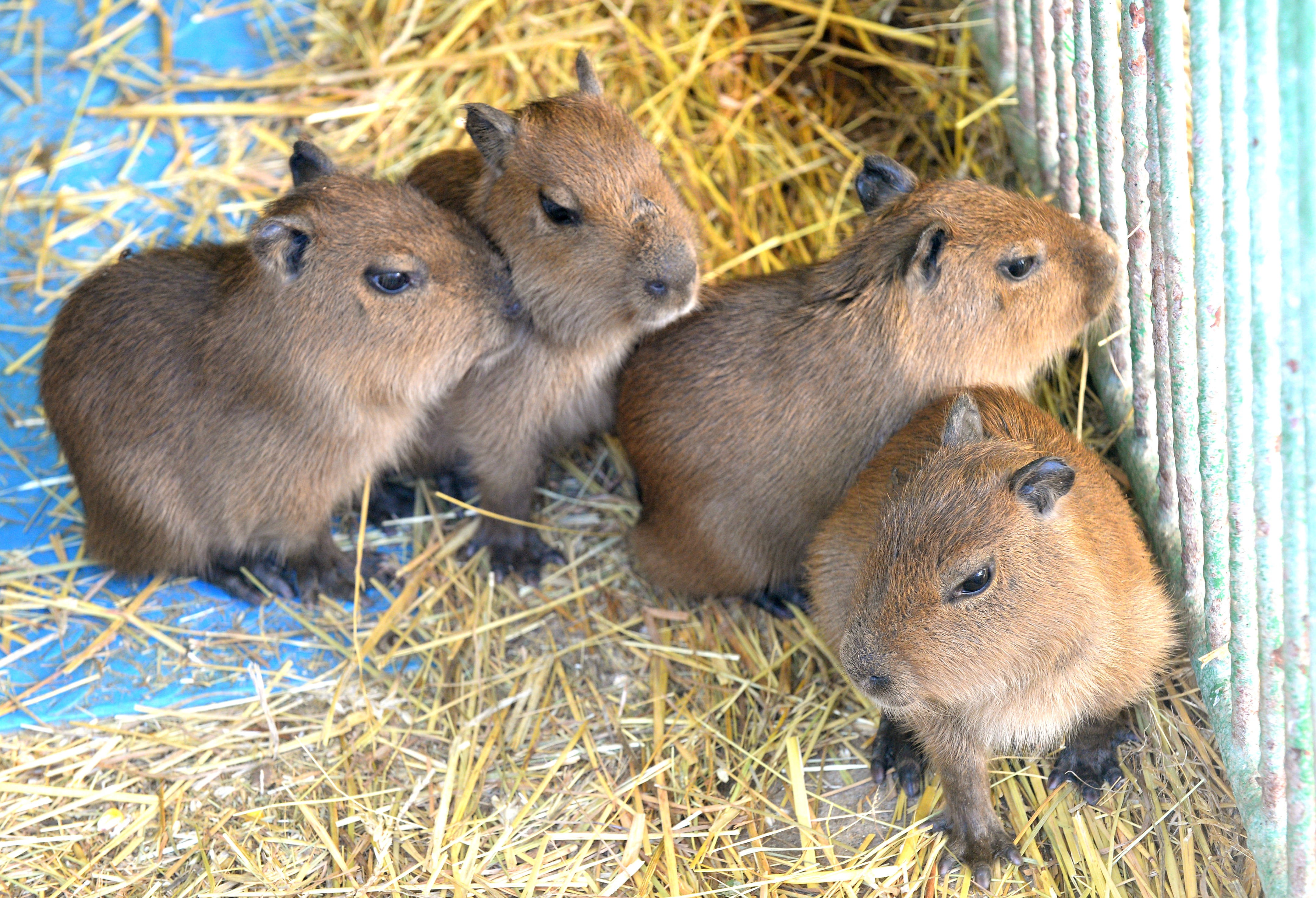 baby capybara, straw, weathered metal fence, 4K Desktop Wallpaper