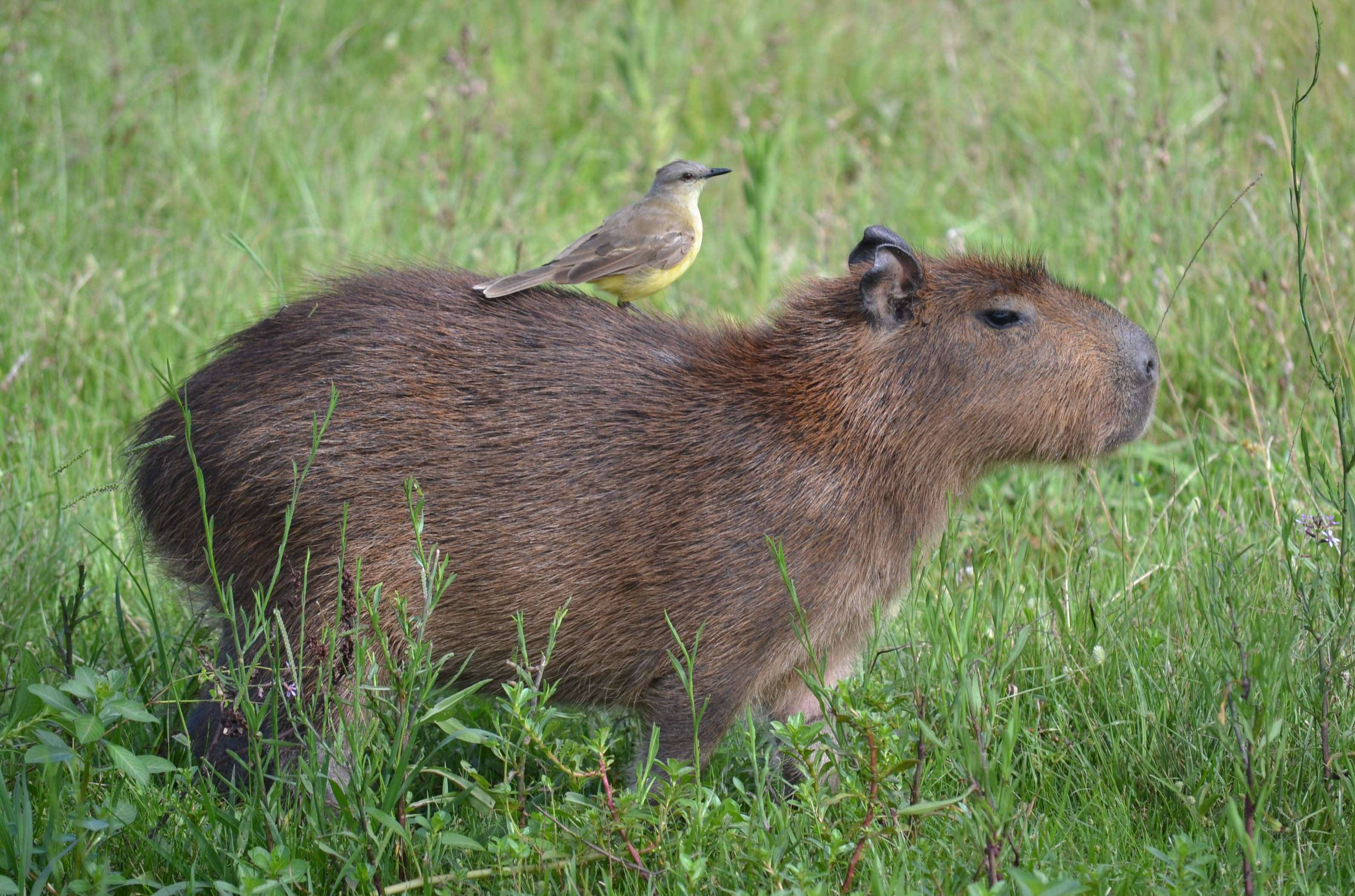 capybara, cattle tyrant, yellow bird, 2K Desktop Wallpaper