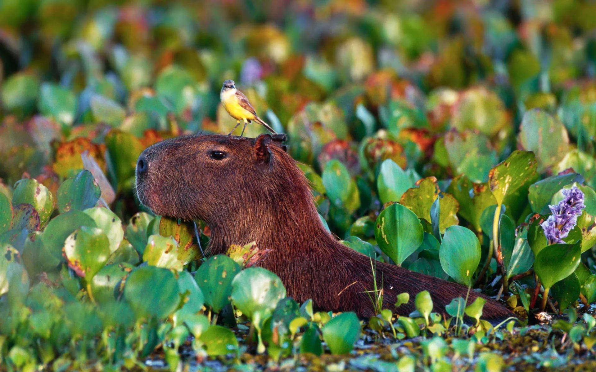 capybara, water hyacinth, small yellow bird, Full HD Desktop Wallpaper