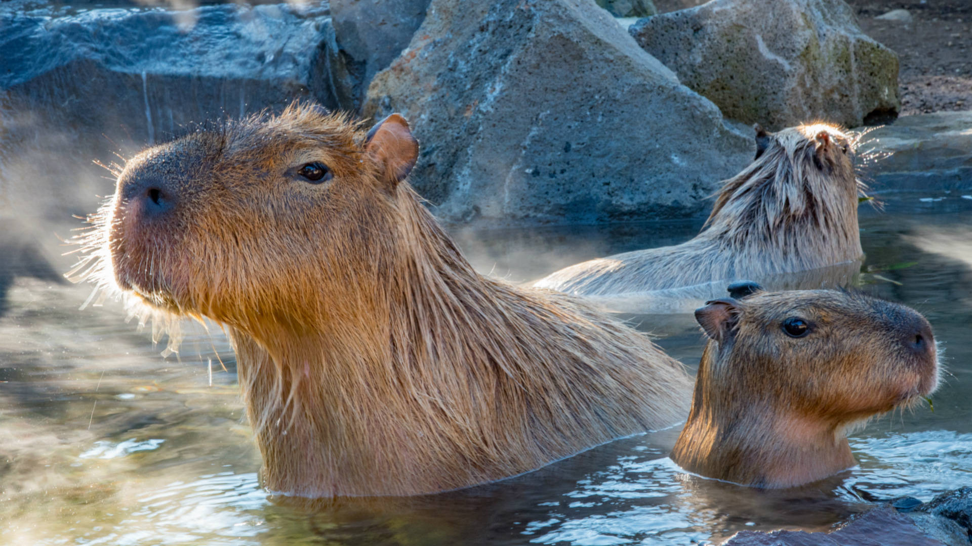 capybara, steaming water, large gray rocks, Full HD Desktop Wallpaper