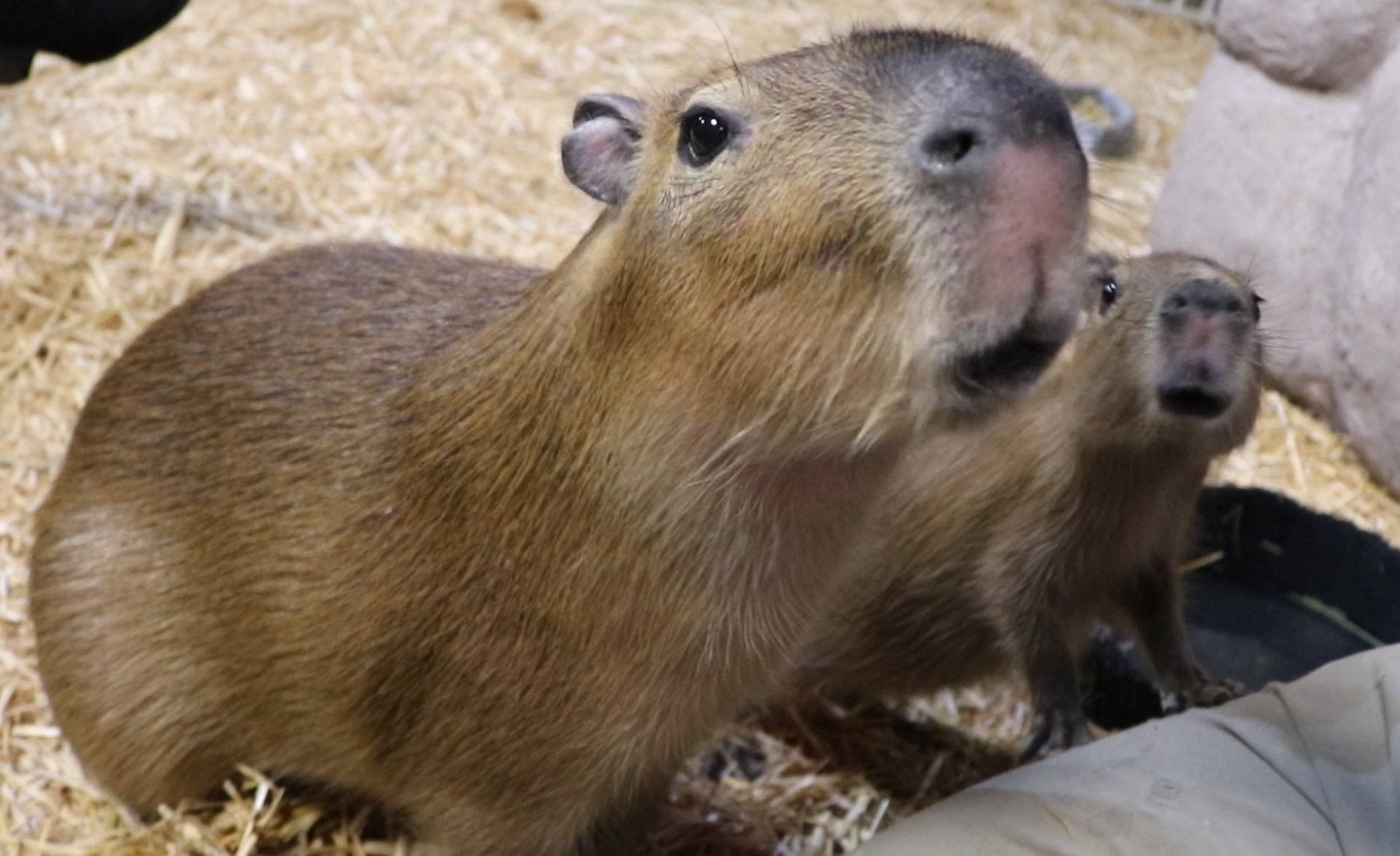 capybaras, brown fur, dark eyes, Full HD Desktop Wallpaper