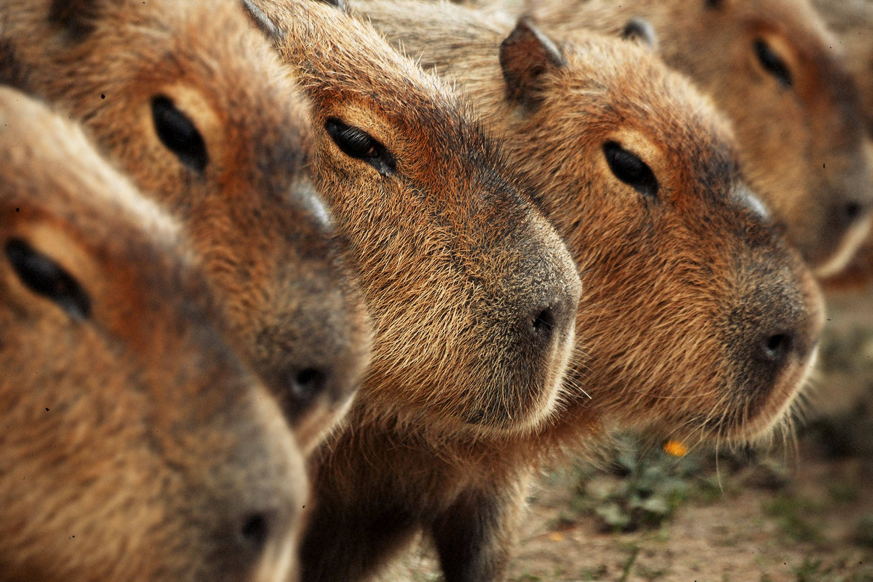 capybara, soft brown fur, dark eyes, HD Desktop Wallpaper