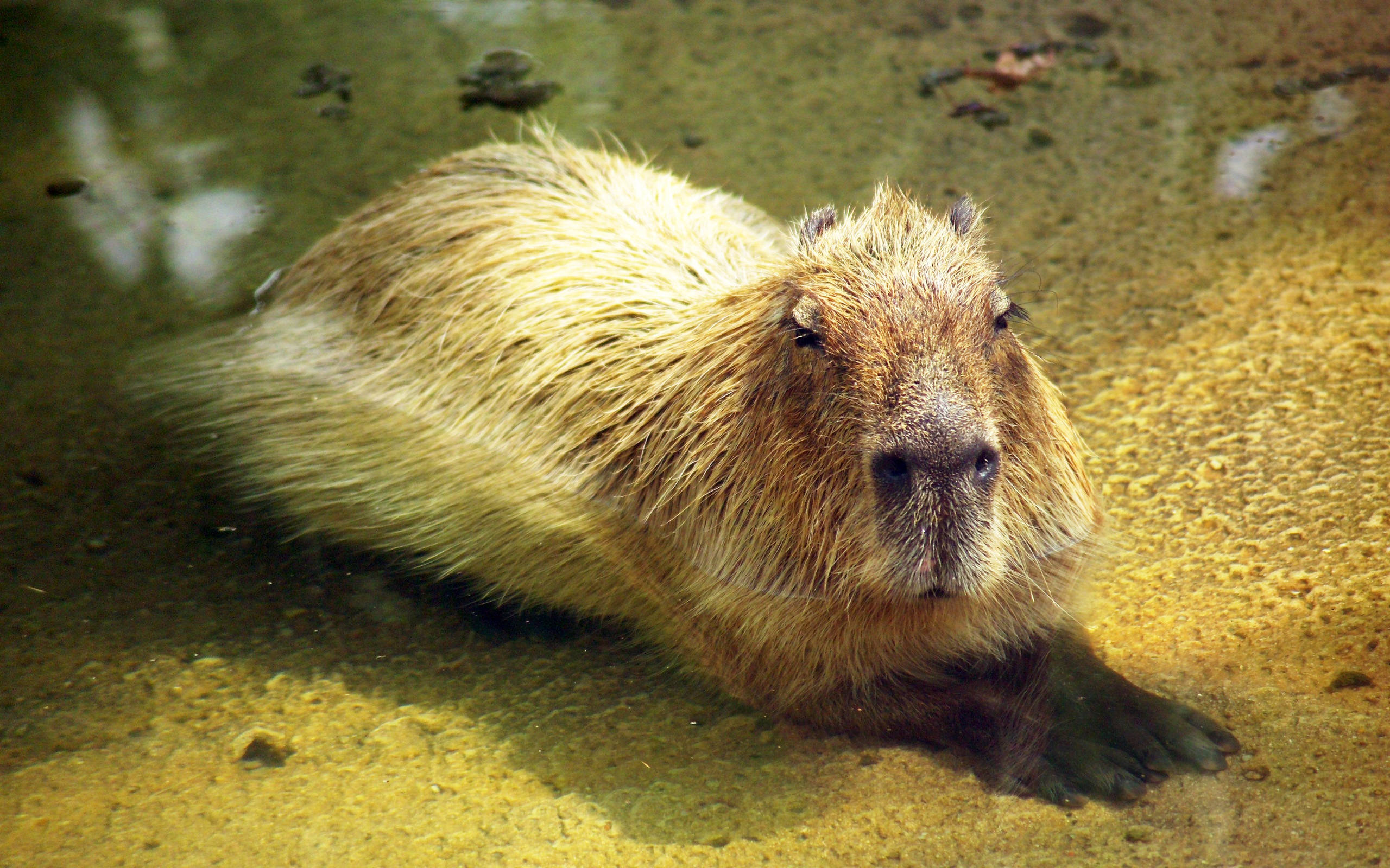 capybara, shaggy brown fur, shallow murky water, 2K Desktop Wallpaper
