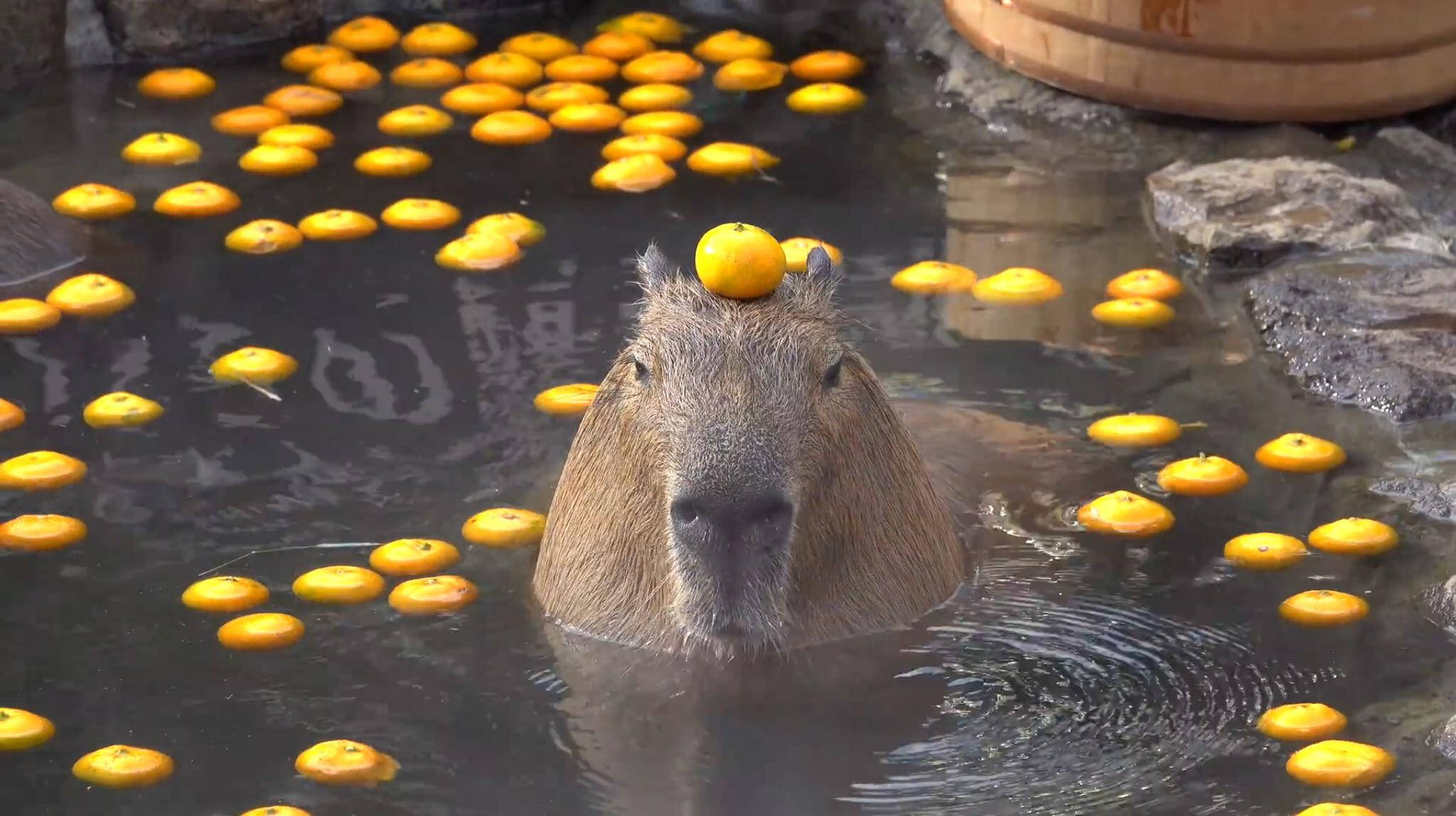 capybara, orange, pond, Full HD Desktop Wallpaper