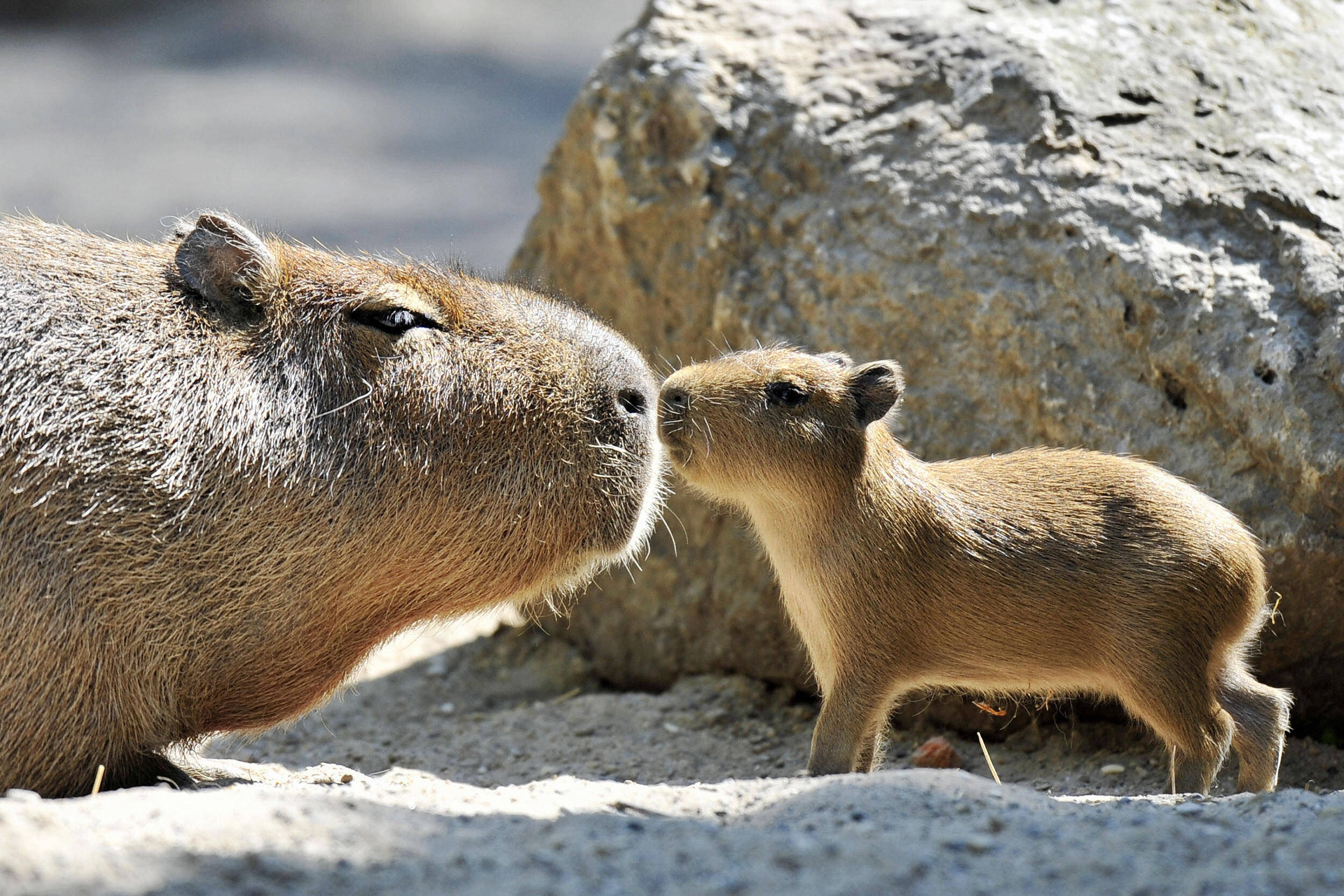 capybara family, mother capybara, baby capybara, Full HD Desktop Wallpaper