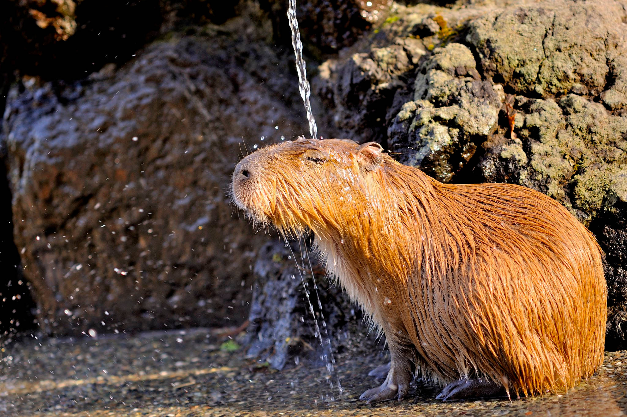 showering golden capybara, stream of water, mossy rocks, Full HD Desktop Wallpaper