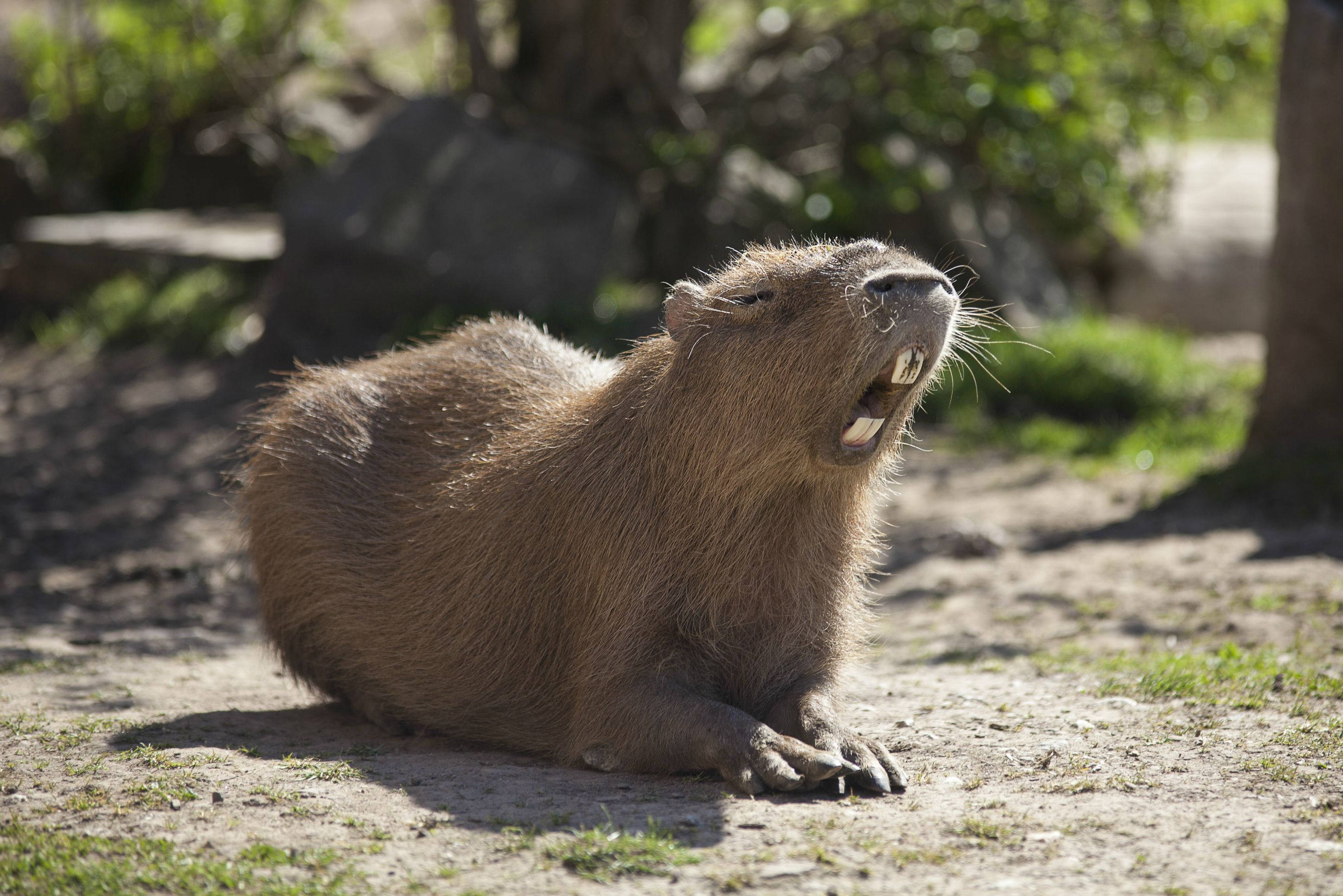 capybara, open mouth, sunlit dirt, 2K Desktop Wallpaper
