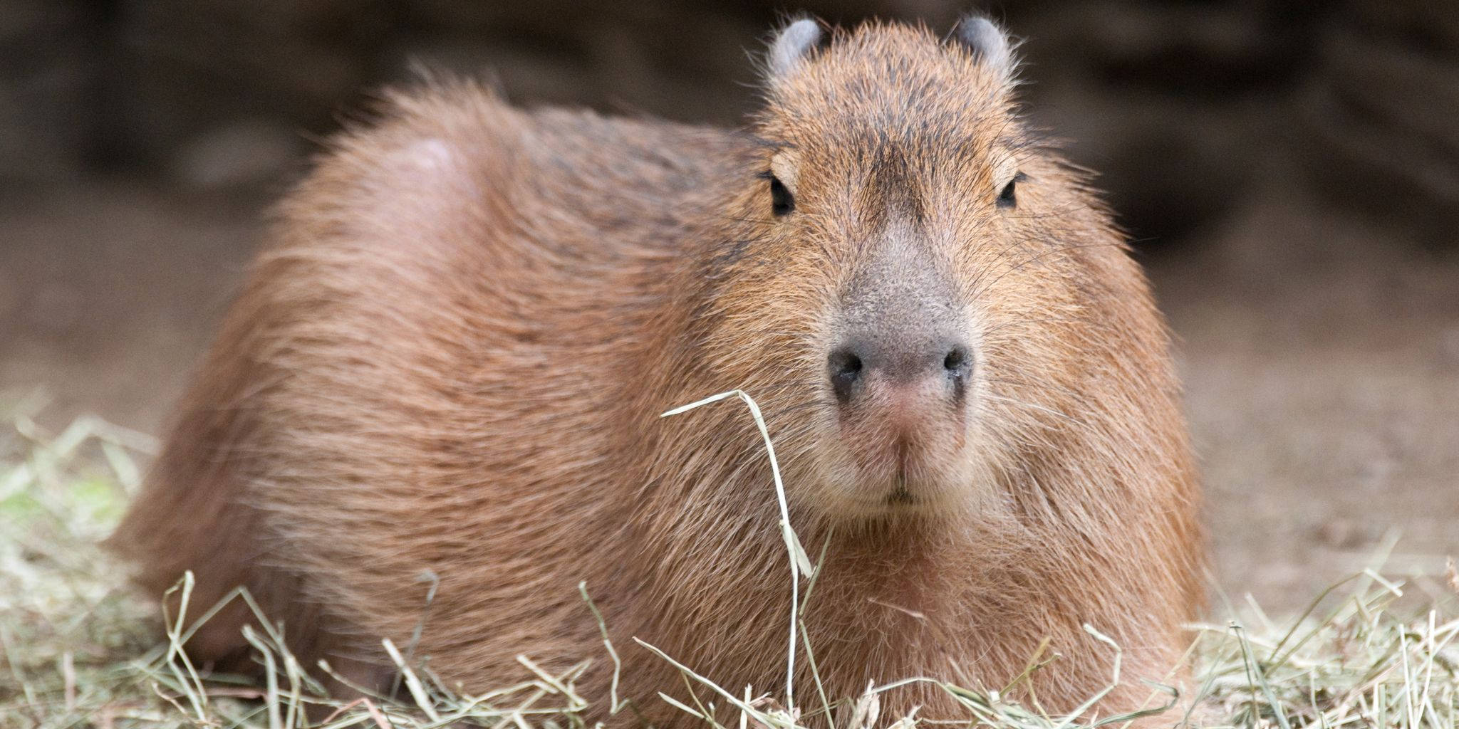 brown capybara, lying down, hay, Full HD Desktop Wallpaper