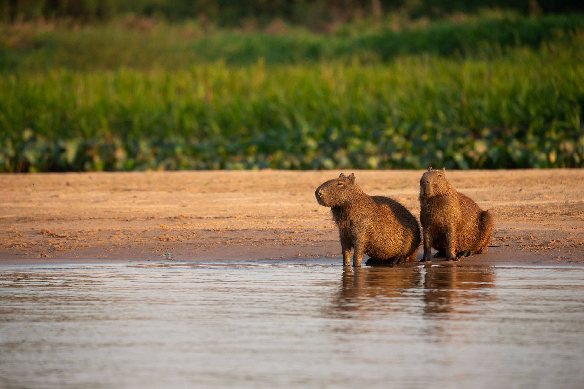 capybara couple, water's edge, golden light, Full HD Desktop Wallpaper