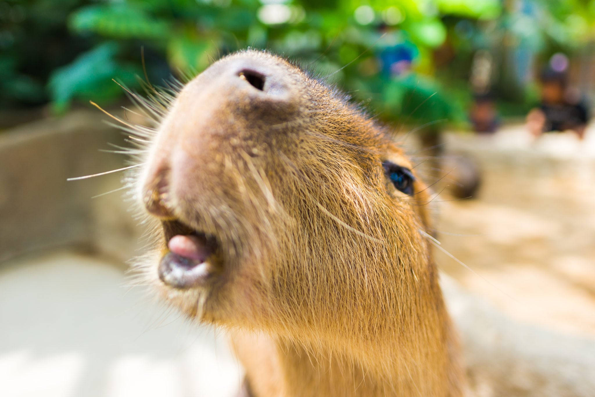 capybara, tongue, close-up, Full HD Desktop Wallpaper