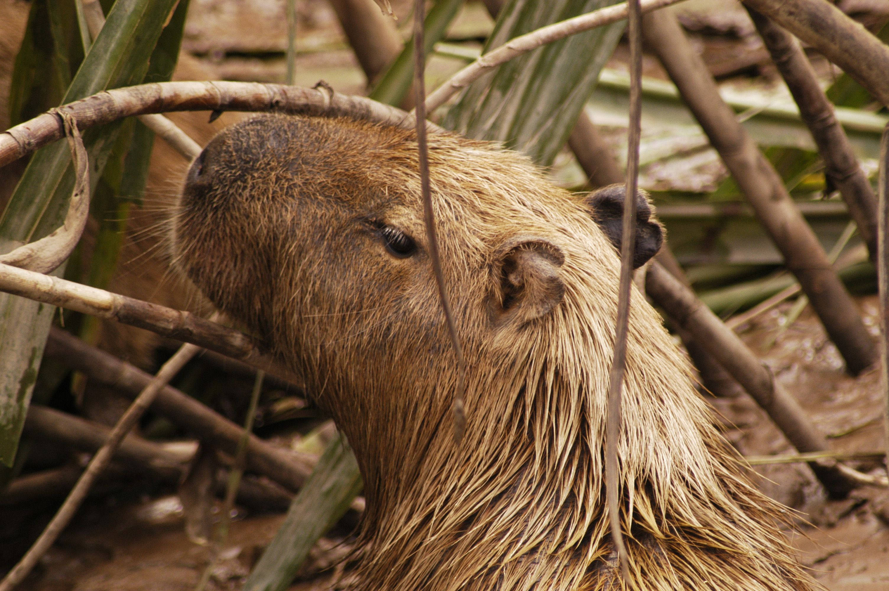 capybara, muddy fur, tangled branches, 2K Desktop Wallpaper