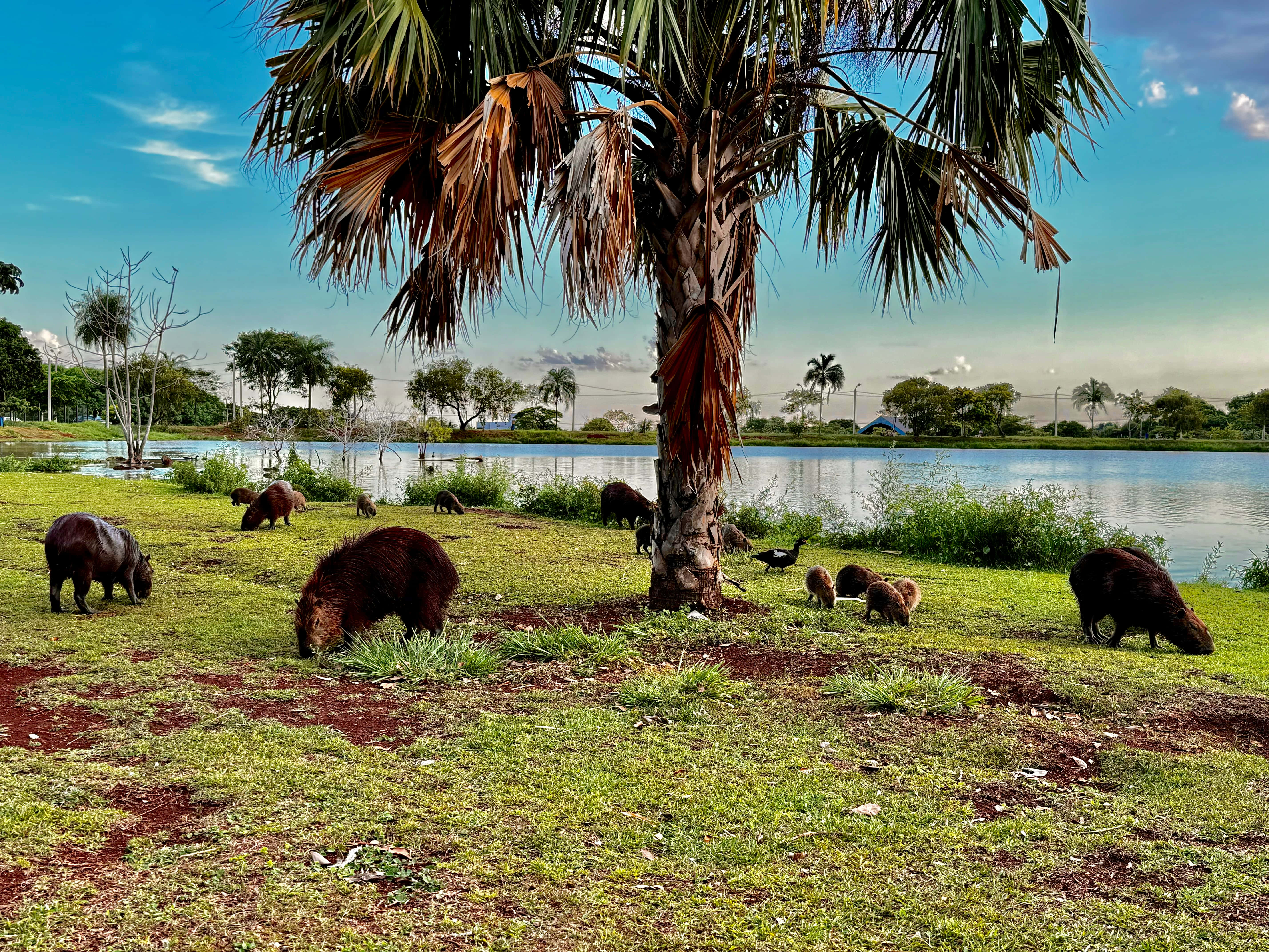 capybaras, dusk, palm tree, 5K Desktop Wallpaper