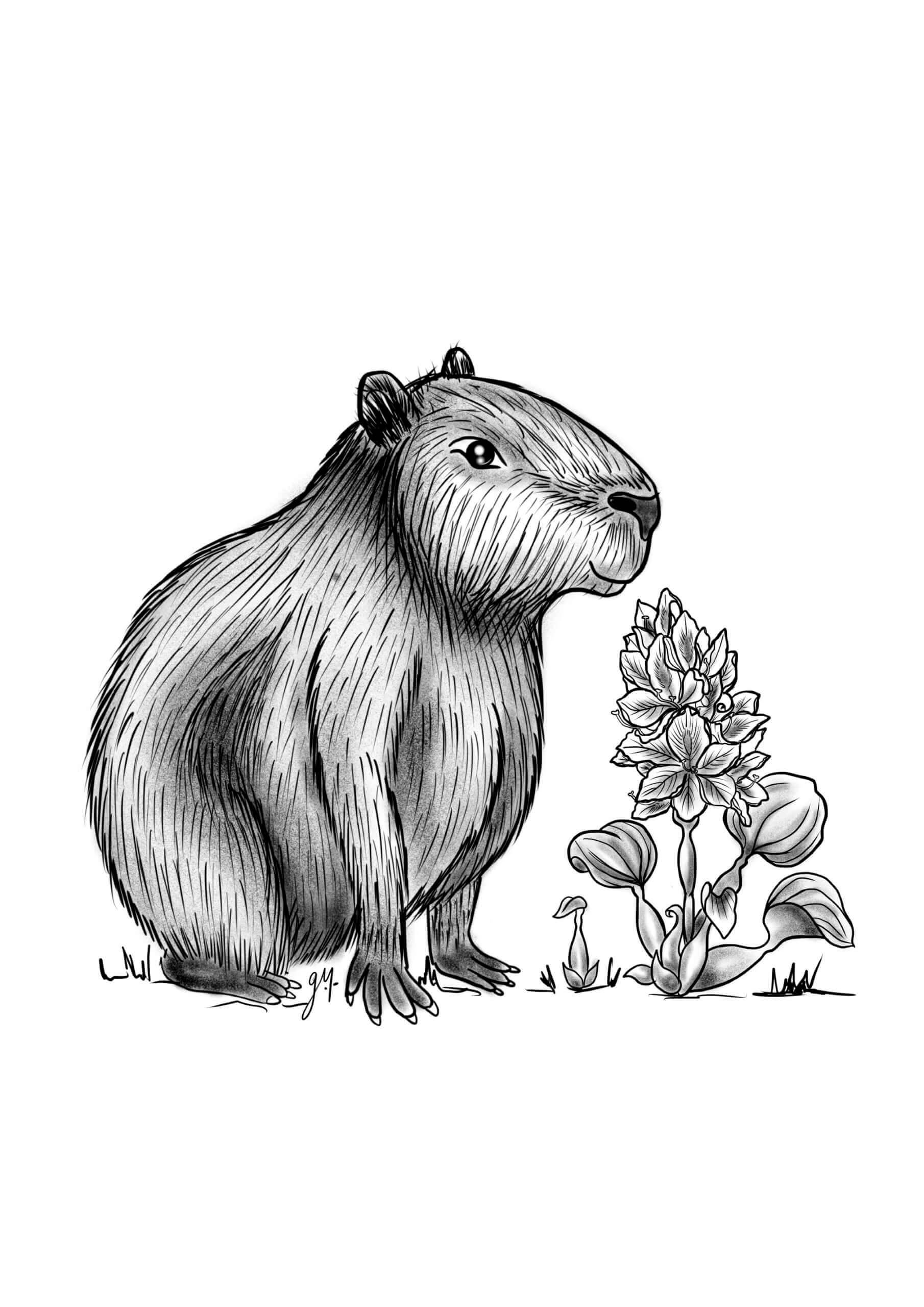 capybara, ink drawing, black and white line drawing, 2K Phone Wallpaper