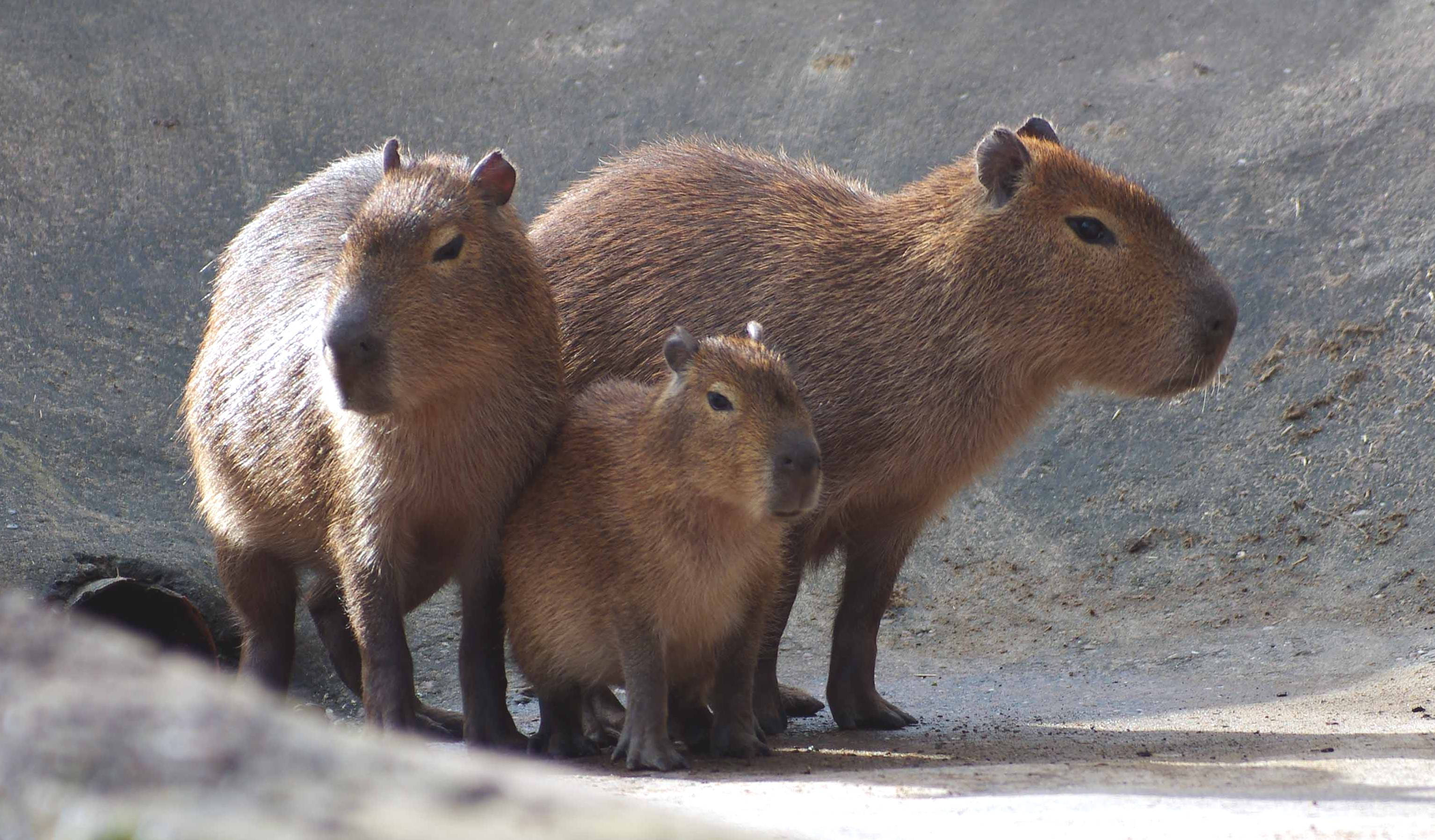 capybara, three capybaras, large adult, 2K Desktop Wallpaper