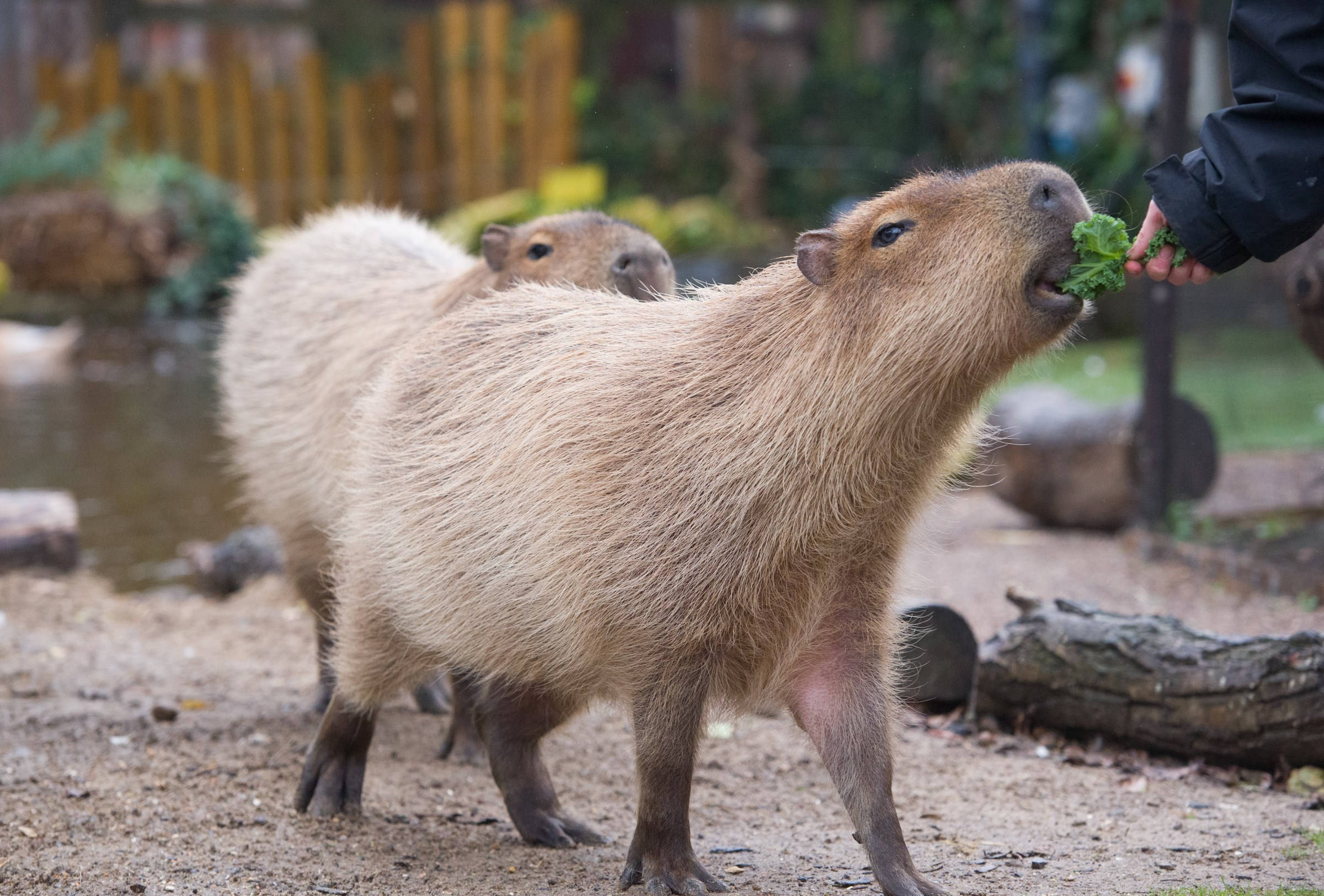 capybara, lettuce, fresh greens, Full HD Desktop Wallpaper